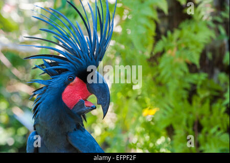 Cacatoès (great Palm Palm cockatoo) (Probosciger aterrimus), Bali Bird Park, en Indonésie, en Asie du Sud-Est, l'Asie Banque D'Images