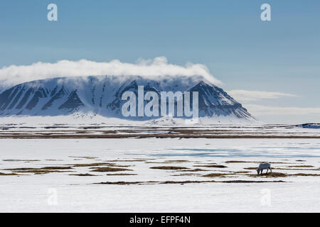 Un renne (Rangifer tarandus) pâturage sur la toundra dans Russebukta, Edgeoya, Norvège, Scandinavie, Europe Banque D'Images