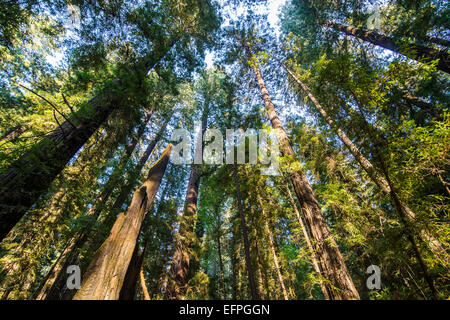 La cime des arbres du bois rouge des arbres dans l'Avenue des Géants, dans le Nord de la Californie, USA Banque D'Images