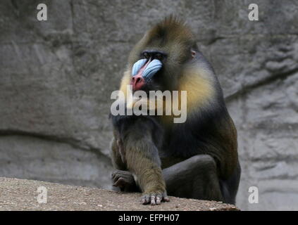 Singe Mandrill mâle mature (Mandrillus sphinx) portrait Banque D'Images