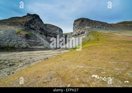 La Mouette tridactyle (Rissa tridactyla), volant et nichant sur les falaises de l'Île, Edgeoya Diskobukta, Svalbard, Norvège Banque D'Images