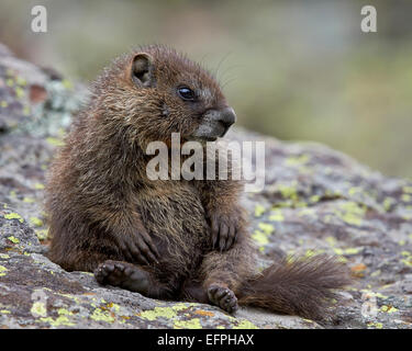 Les jeunes marmottes à ventre jaune) (yellowbelly) Marmotte (Marmota flaviventris) assis, San Juan National Forest, Colorado, USA Banque D'Images