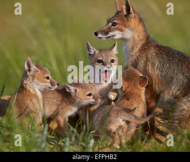 Le renard véloce (Vulpes velox) renarde et kits, Pawnee National Grassland, Colorado, États-Unis d'Amérique, Amérique du Nord Banque D'Images