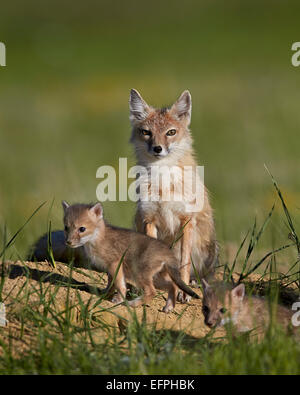 Le renard véloce (Vulpes velox) adulte et deux kits, Pawnee National Grassland, Colorado, États-Unis d'Amérique, Amérique du Nord Banque D'Images