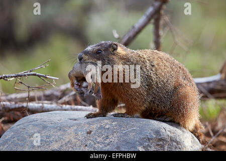 À VENTRE JAUNE (yellowbelly) Marmotte (Marmota flaviventris) portant un chiot, le Parc National de Yellowstone, Wyoming, USA Banque D'Images