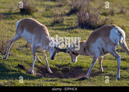 Pronghorn (Antilocapra americana) sparring bucks, Parc National de Yellowstone, Wyoming, États-Unis d'Amérique, Amérique du Nord Banque D'Images