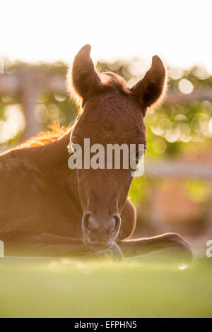 Arabian Horse Chestnut poulain pâturage sommeillant en Égypte Banque D'Images