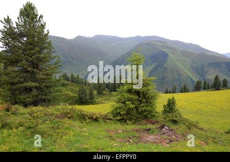 Penkenalm, Ahorn, montagnes Zillertal Tirol Autriche Banque D'Images