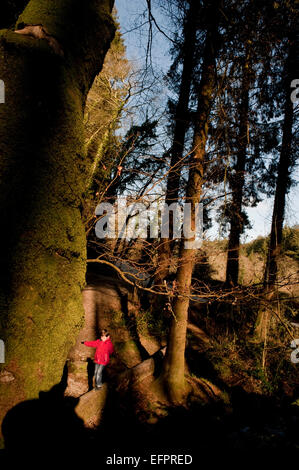 Un jeune garçon dans l'équilibrage de Cardinham woods très populaire auprès des marcheurs, cyclistes et promeneurs de chiens près de Bodmin, North Cornwall. Banque D'Images