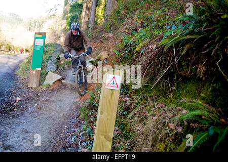 Ancien cycliste de Cardinham woods très populaire auprès des marcheurs, cyclistes et promeneurs de chiens près de Bodmin, North Cornwall. Banque D'Images