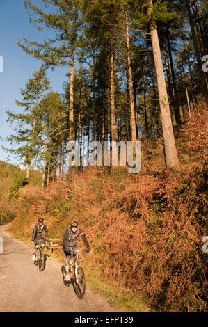 Les vététistes Cardinham woods très populaire auprès des marcheurs, cyclistes et promeneurs de chiens près de Bodmin, North Cornwall. Banque D'Images