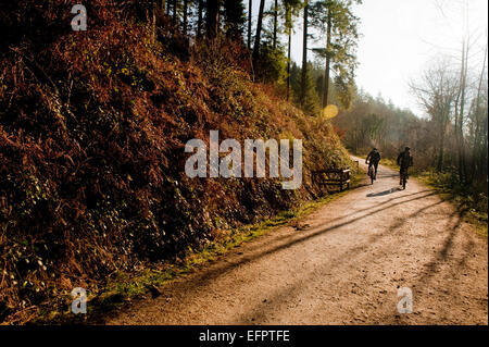 Les vététistes Cardinham woods très populaire auprès des marcheurs, cyclistes et promeneurs de chiens près de Bodmin, North Cornwall. Banque D'Images