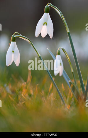 Snowdrop Galanthus nivalis (commune), Allemagne Banque D'Images