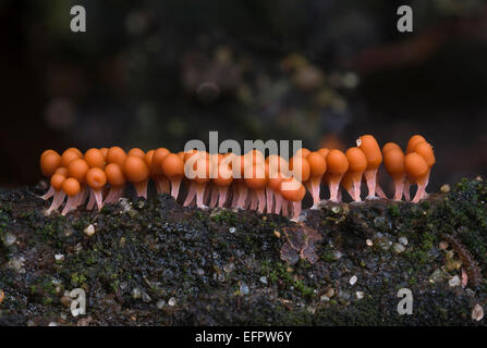 Espèces de myxomycètes (Trichia decipiens) macbride, organes de fructification, Mönchbruch Réserve Naturelle, Hesse, Allemagne Banque D'Images