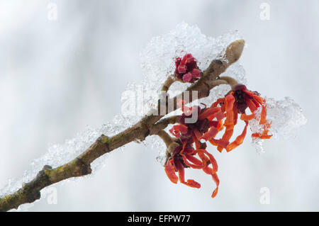 L'hamamélis (Hamamelis intermedia 'Diane'), le gel, l'Emsland, Basse-Saxe, Allemagne Banque D'Images