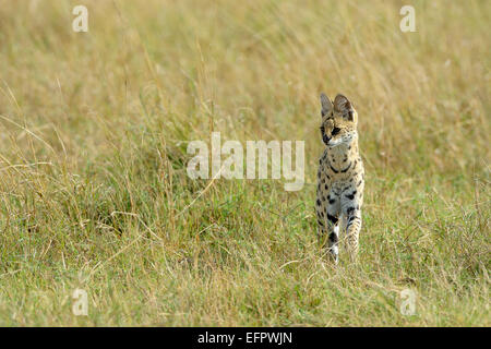 Serval (Leptailurus serval), femme, harcèlement criminel dans son territoire, Masai Mara, Kenya Banque D'Images