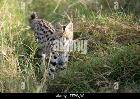 Serval (Leptailurus serval), juvénile, la chasse, la traque dans les hautes herbes, Masai Mara, Kenya Banque D'Images