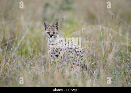 Serval (Leptailurus serval), la chasse, la traque dans les hautes herbes, Masai Mara, Kenya Banque D'Images