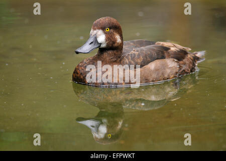 Fuligule milouinan (Aythya marila), femme, Saxe, Allemagne Banque D'Images