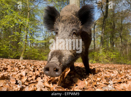 Le sanglier (Sus scrofa), semer au printemps dans les bois, en Rhénanie du Nord-Westphalie, Allemagne Banque D'Images