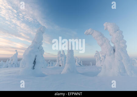 Arbres couverts de neige, Parc National de Riisitunturi, Finlande Banque D'Images
