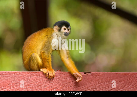 La singe écureuil (Saimiri oerstedii) assis sur un bar, province de Puntarenas, Costa Rica Banque D'Images