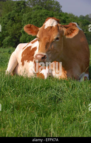 Les vaches Guernesey couché dans un pâturage de graminées dans une ferme dans le Nord du Devon, Royaume-Uni. Maintenue principalement pour leur lait riche et crémeuse.une laiterie britannique Banque D'Images