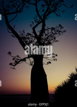 Silhouette d'un boab tree au coucher du soleil à Kings Park, Perth, Australie occidentale Banque D'Images