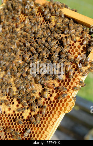 Cadre de couvain d'abeilles à miel (Apis mellifera) sur le châssis avec une nouvelle note reine des abeilles Banque D'Images