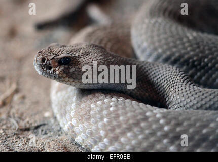 Crotale au diamant rouge. Crotalus ruber espèce de vipère venimeux trouvée dans le sud-ouest de la Californie aux États-Unis et dans la Baja Califonia Banque D'Images