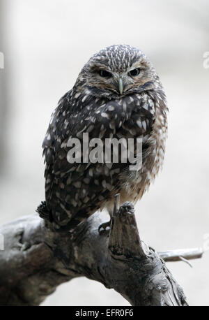 Chevêche des terriers.Athene cunicularia.Un petit hibou,long-legged trouvés tout au long de paysages ouverts d'Amérique du Nord et du Sud. Banque D'Images