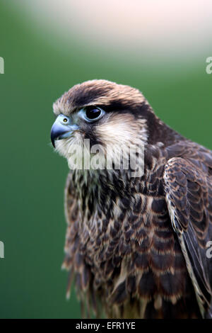 Faucon lanier (Falco biarmicus), adulte, captive, Eifel, Allemagne Banque D'Images