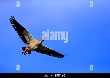 Egyptian goose (Alopochen aegyptiacus), adulte, en vol, Bade-Wurtemberg, Allemagne Banque D'Images