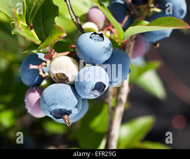 Les bleuets sur un arbuste. Un plan macro. Banque D'Images