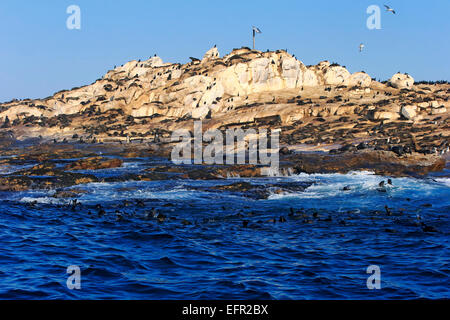 Colonie de phoques, Seal Island, Western Cape, Afrique du Sud Banque D'Images