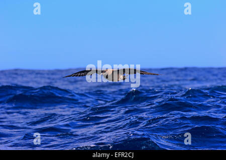 Skua subantarctique (Stercorarius Skua marron ou antarcticus lonnbergi), adulte, en vol, Cap de Bonne-Espérance, Afrique du Sud Banque D'Images