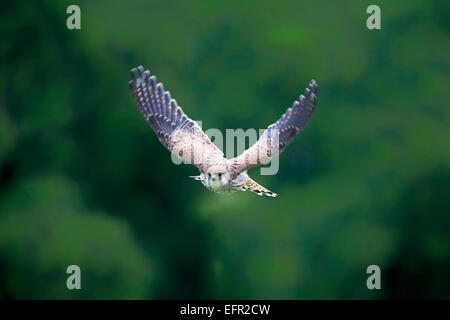 Faucon crécerelle (Falco tinnunculus), adulte, vol, captive, Eifel, Rhénanie-Palatinat, Allemagne Banque D'Images