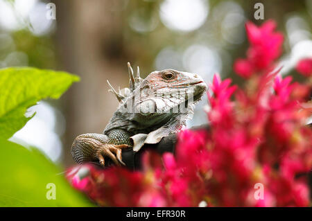 Iguane vert (Iguana iguana), Costa Rica Banque D'Images