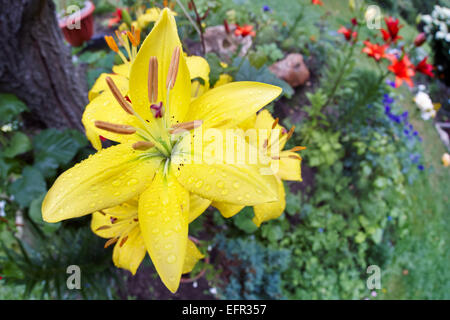 Gros plan d'un lis jaune, alias Jimmy's Bane (Lilium bulbirefum) poussant dans un jardin. Banque D'Images