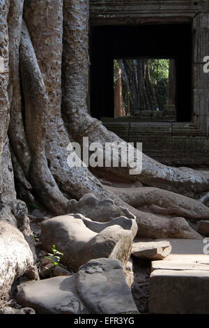 Les racines des arbres anciens de s'enrouler autour de Ta Promh ruines du temple Banque D'Images