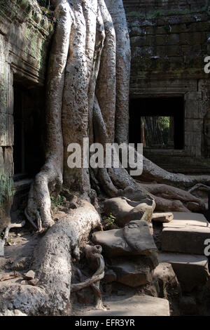 Les racines des arbres anciens de s'enrouler autour de Ta Promh ruines du temple Banque D'Images