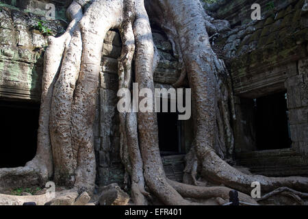 Les racines des arbres anciens de s'enrouler autour de Ta Promh ruines du temple Banque D'Images