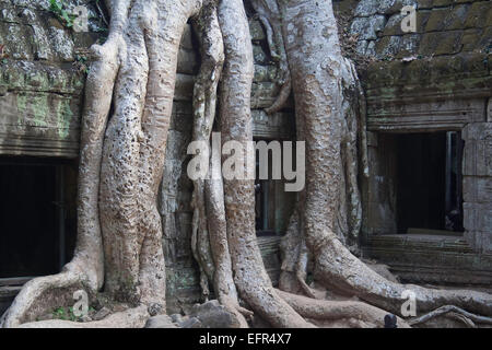 Les racines des arbres anciens de s'enrouler autour de Ta Promh ruines du temple Banque D'Images