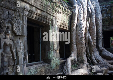 Les racines des arbres anciens de s'enrouler autour de Ta Promh ruines du temple Banque D'Images