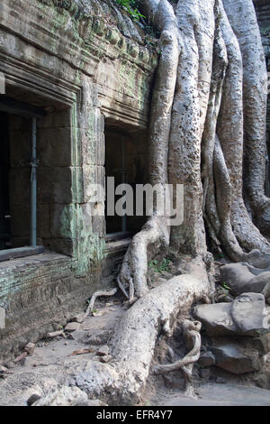 Les racines des arbres anciens de s'enrouler autour de Ta Promh ruines du temple Banque D'Images