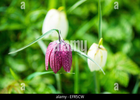 Tête du serpent violet Fritillary Banque D'Images