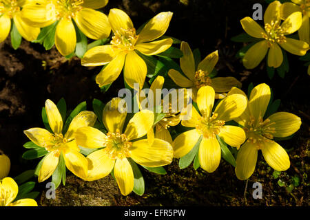 Aconites hiver en pleine lumière, North Yorkshire, England, UK Banque D'Images