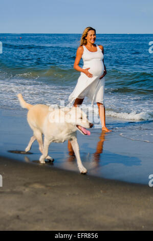 Enceinte mature woman walking dog on beach Banque D'Images