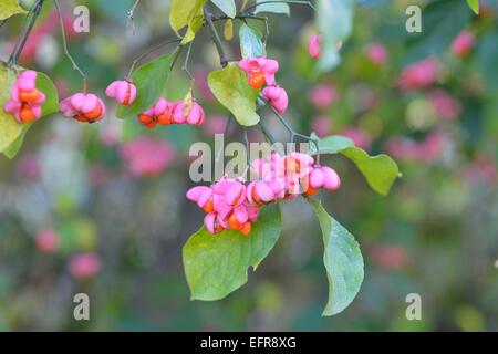 La fusée européenne commune - la fusée (Euonymus europaeus) dans le secteur des fruits en automne Provence - France Banque D'Images