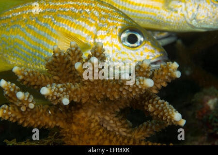 Staghorn coral et français grunt. Banque D'Images